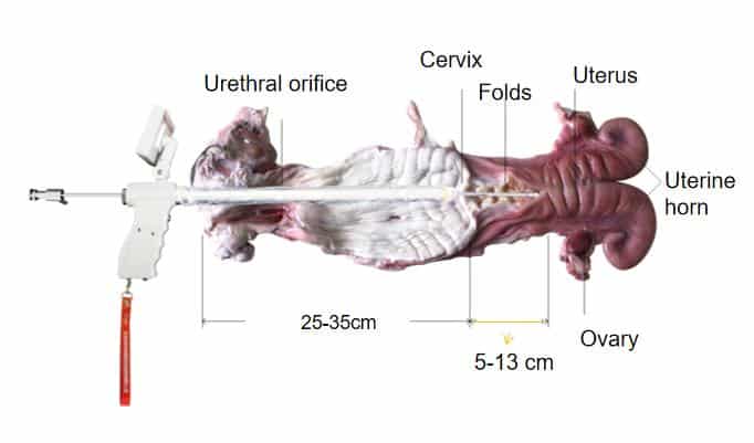 Anatomy of reproductive sperm transfer in a cow