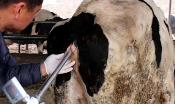 cattle cameal artifical insemination gun use process