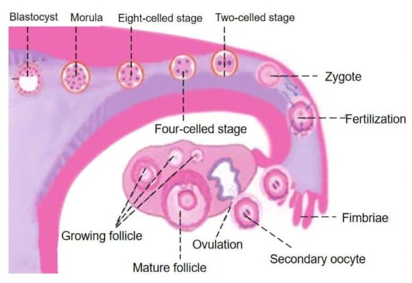 diagram of cells in the ovary of a cow