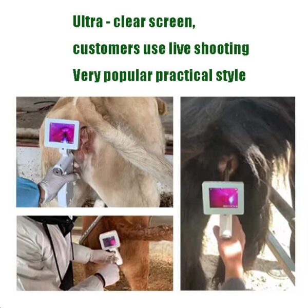visualize the use of the artificial insemination gun
