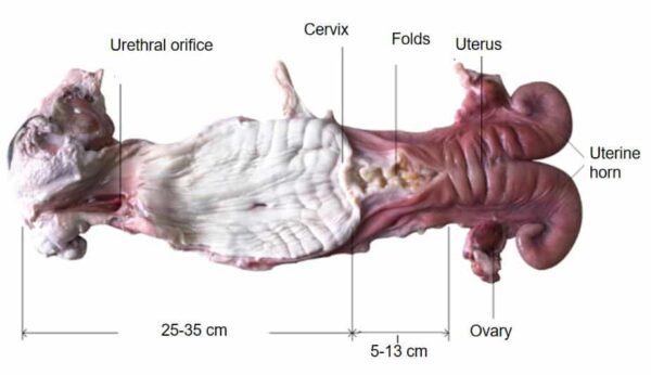 Illustration of cow reproductive system