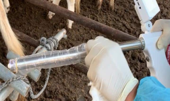 visual cattle artificial insemination gun