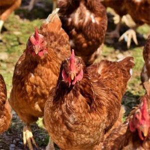 animal functional feed additive chicken farm alpha galactosidase