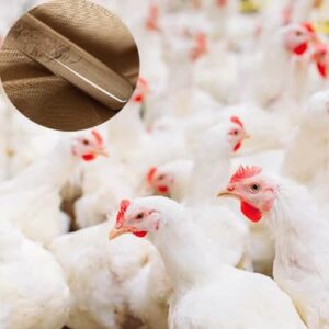 poultry functional feed additive α-amylase for chicken farming