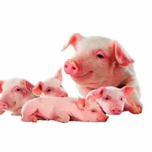 professional R & D team and manufacturing plant functional feed additive β-glucanase for pig farm
