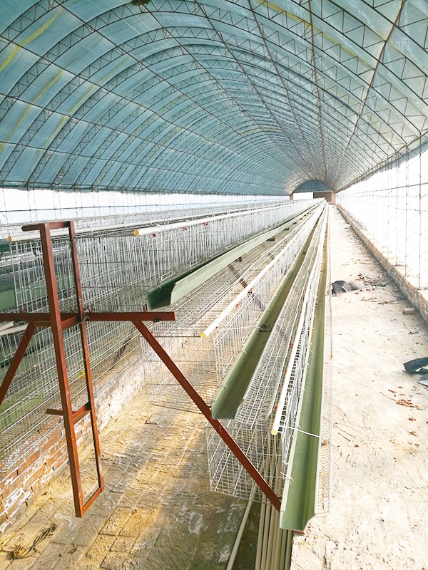 battery cage in the poultry farm