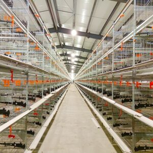 automatic chicken cage layer chicken cage system