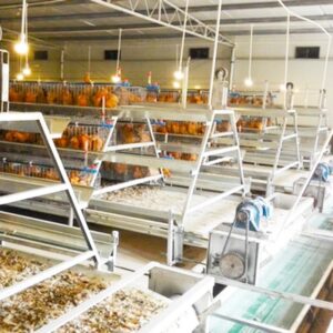 provide chicken cage design breeding chicken cage system