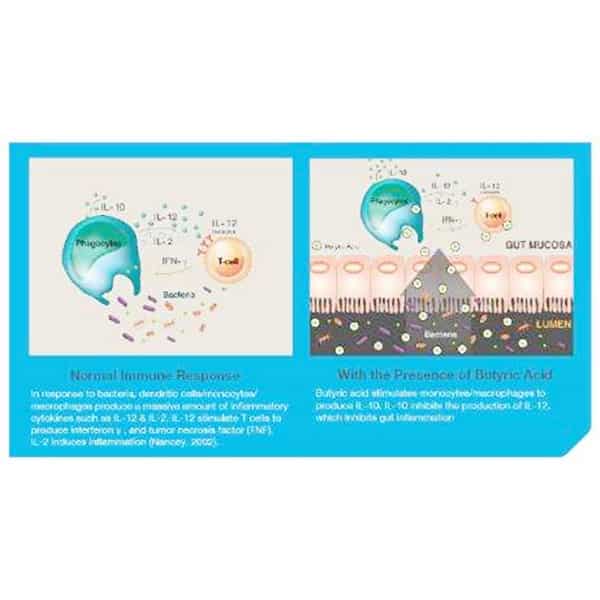 functional feed additive tributyrin for broiler chickens