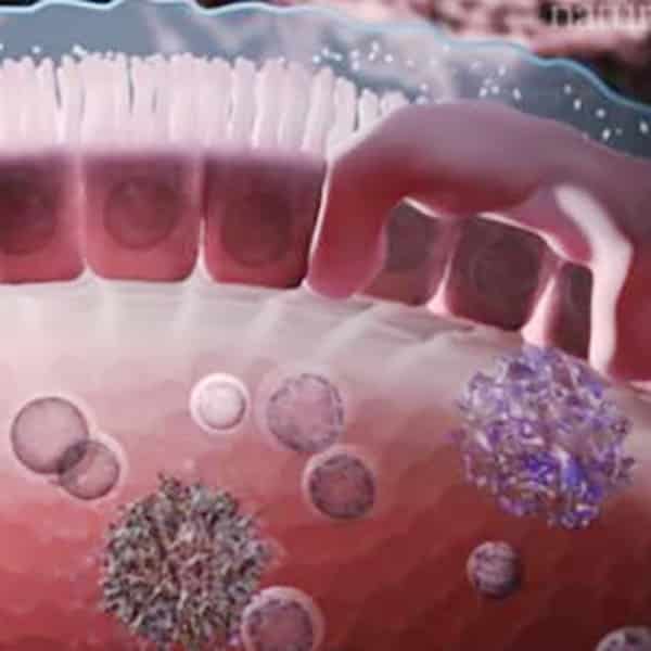 Tributyrin Promote intestinal cell differentiation