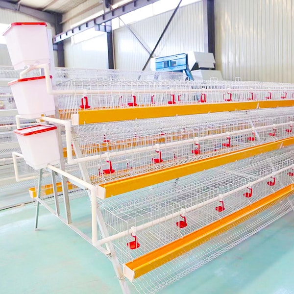 battery poultry chicken farm cage