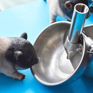show pig piglet drinking water livestock farm water feeder system